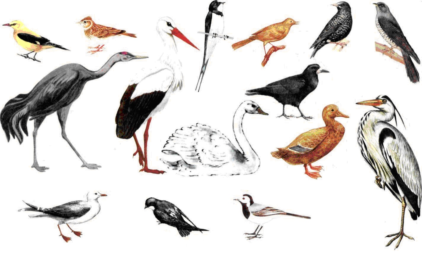 Раскраска весенние перелетные птицы: грачи, скворцы, зяблики, дрозды, журавли, лебеди, жаворонки